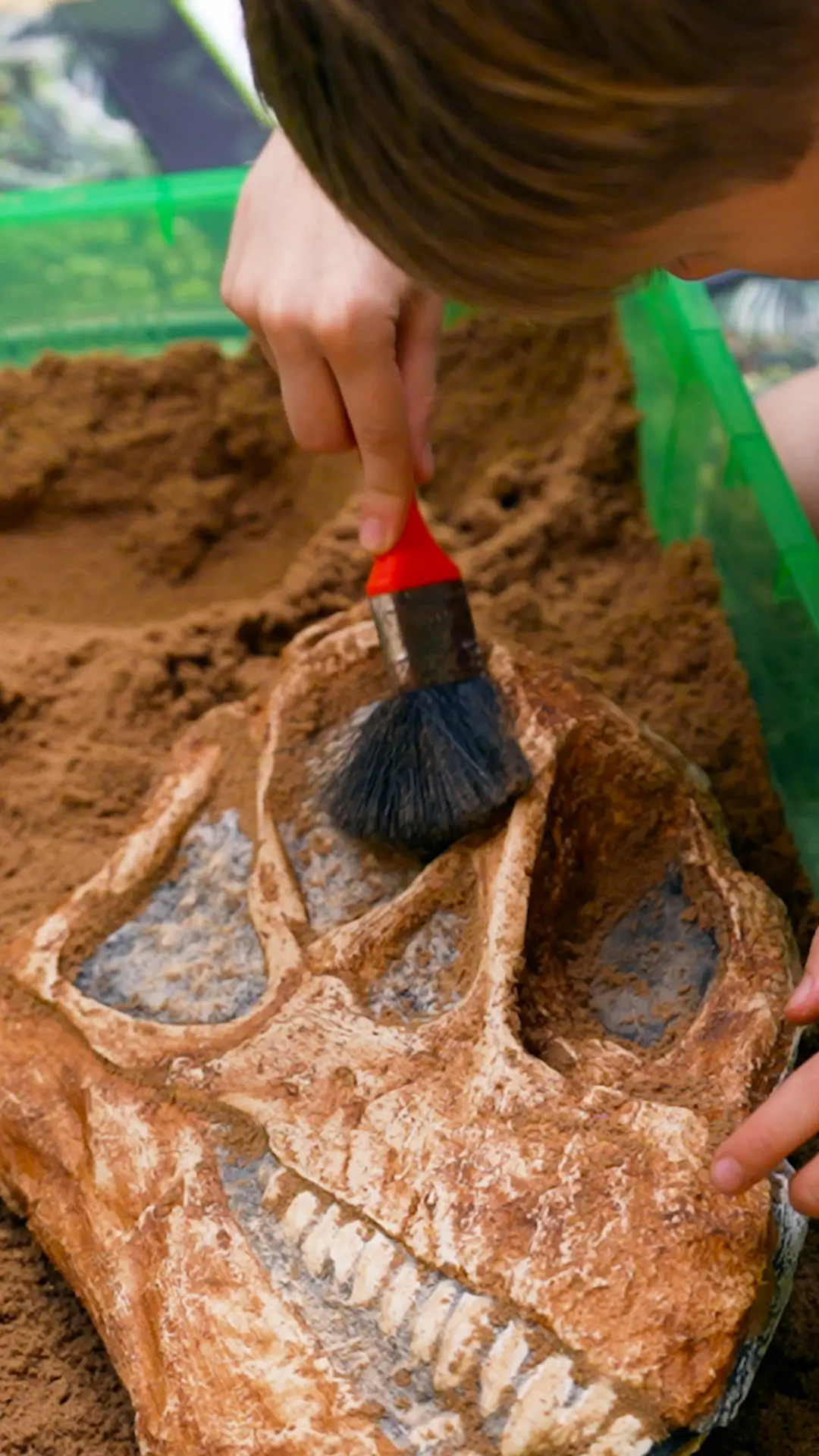 A person brushes dirt off a dinosaur skull model, revealing its detailed features.