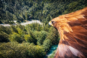 eagle soaring over forest