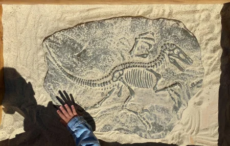 fossil